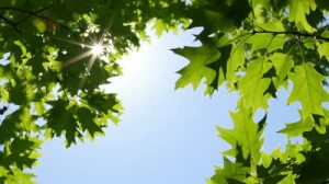 stock-footage-green-leaves-and-sun-with-beautiful-lens-flare-against-the-sky